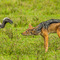 Ngorongoro Crater, a standoff between a Black-backed Jackal and an African White-backed Vulture